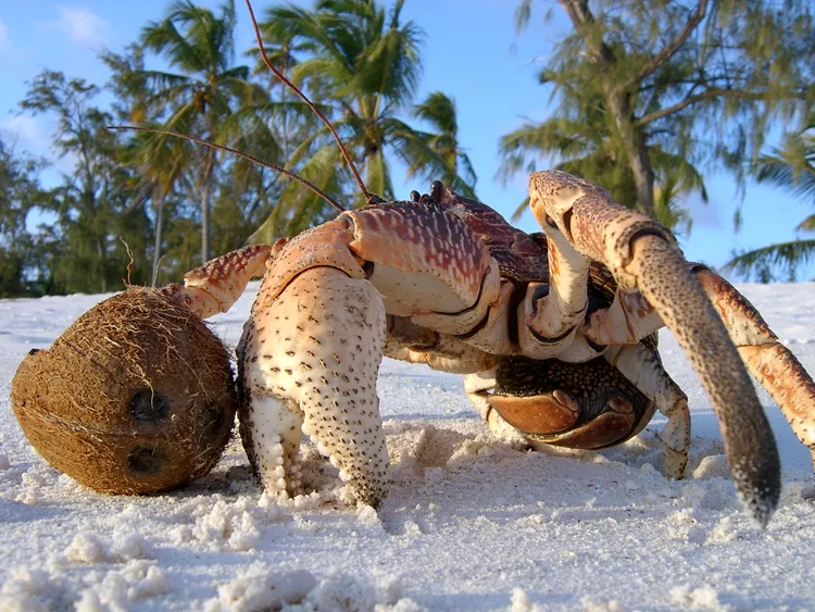 Hey there, nature lovers! Prepare to enter the captivating world of coconut crabs, nature's giant clawed marvels. Consider a creature with massive claws and the tenacity of a seasoned mountaineer when it comes to climbing trees.