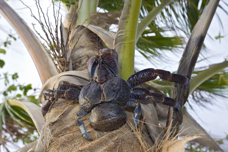 Hey there, nature lovers! Prepare to enter the captivating world of coconut crabs, nature's giant clawed marvels. Consider a creature with massive claws and the tenacity of a seasoned mountaineer when it comes to climbing trees.