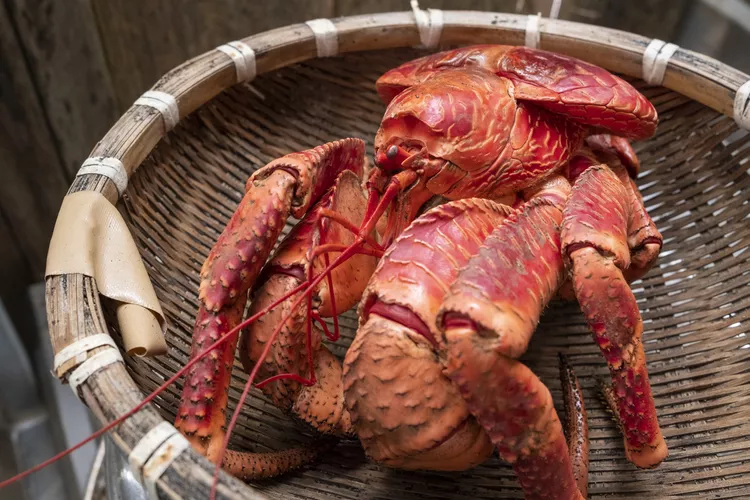 Hey there, nature lovers! Prepare to enter the captivating world of coconut crabs, nature's giant clawed marvels. Consider a creature with massive claws and the tenacity of a seasoned mountaineer when it comes to climbing trees.