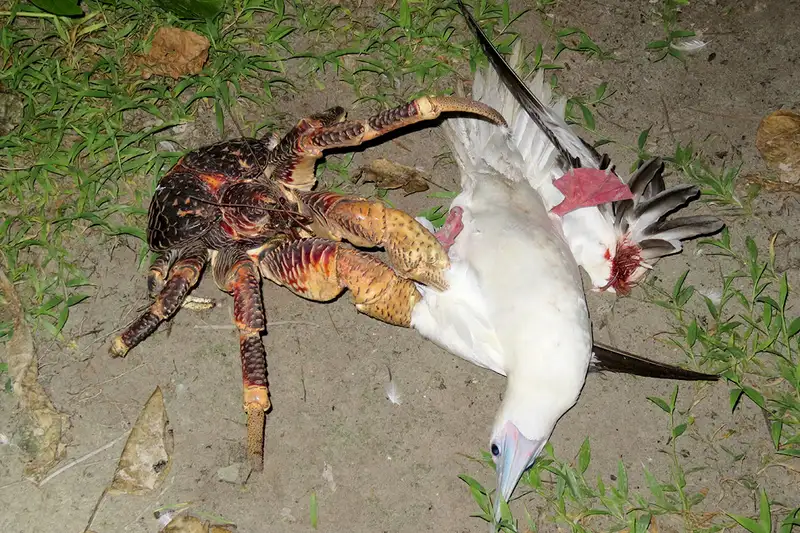 Coconut Spiders: 10 Strange but True Facts about Coconut Crabs