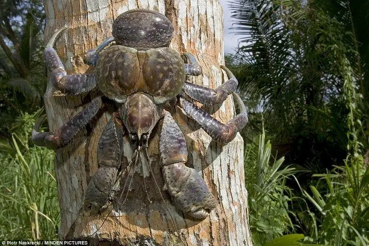 Hey there, nature lovers! Prepare to enter the captivating world of coconut crabs, nature's giant clawed marvels. Consider a creature with massive claws and the tenacity of a seasoned mountaineer when it comes to climbing trees.