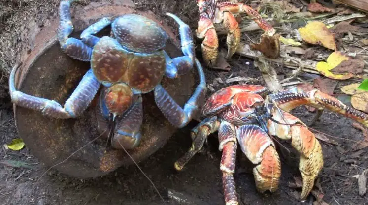 Hey there, nature lovers! Prepare to enter the captivating world of coconut crabs, nature's giant clawed marvels. Consider a creature with massive claws and the tenacity of a seasoned mountaineer when it comes to climbing trees.