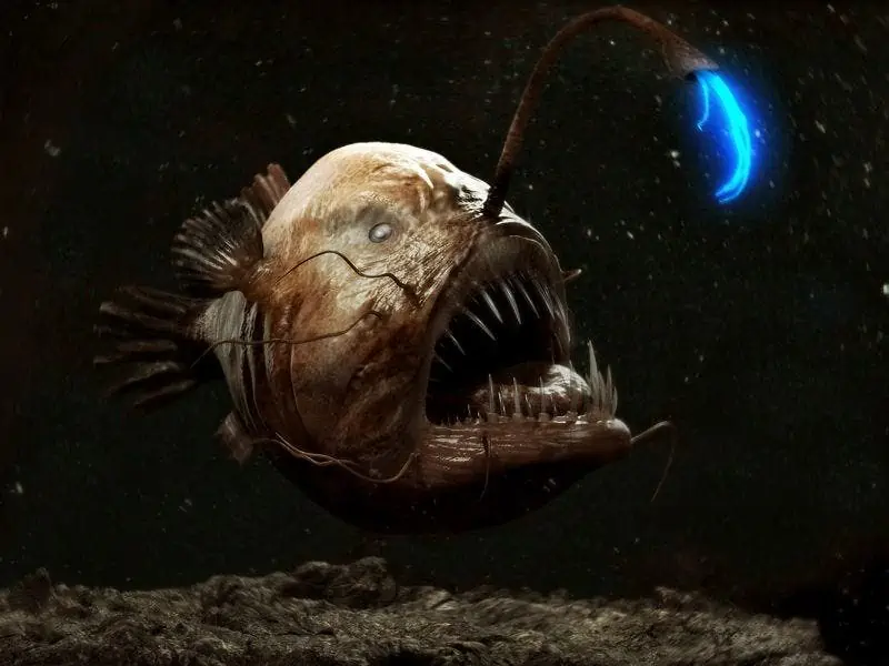 Deep Sea Anglerfish that Resembles an Alien Creature Washed up on a California Beach