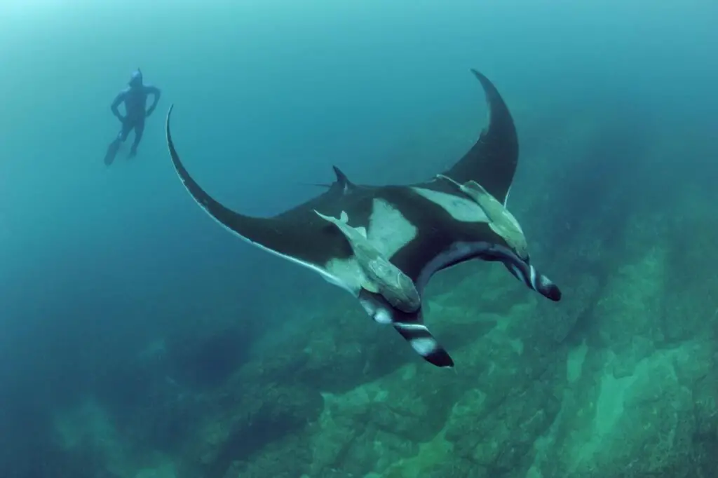 Giant Oceanic Manta Rays can Reach a Wingspan of 30 feet and Weigh More than 6,000 pounds
