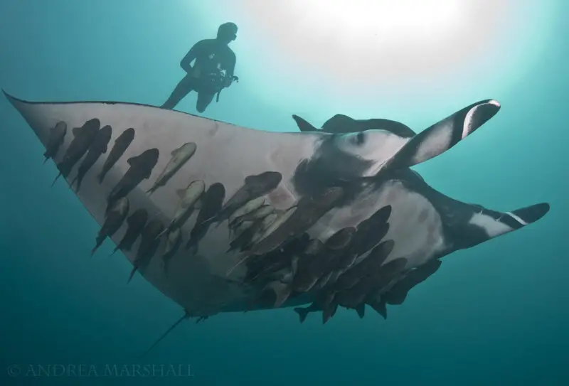 Giant Oceanic Manta Rays can Reach a Wingspan of 30 feet and Weigh More than 6,000 pounds