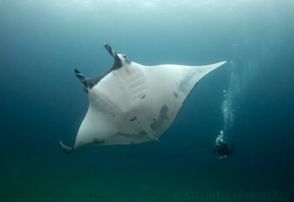 Giant Oceanic Manta Rays can Reach a Wingspan of 30 feet and Weigh More than 6,000 pounds