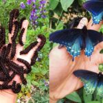How One Man Successfully Repopulates a Rare Butterfly Species in His Own Backyard