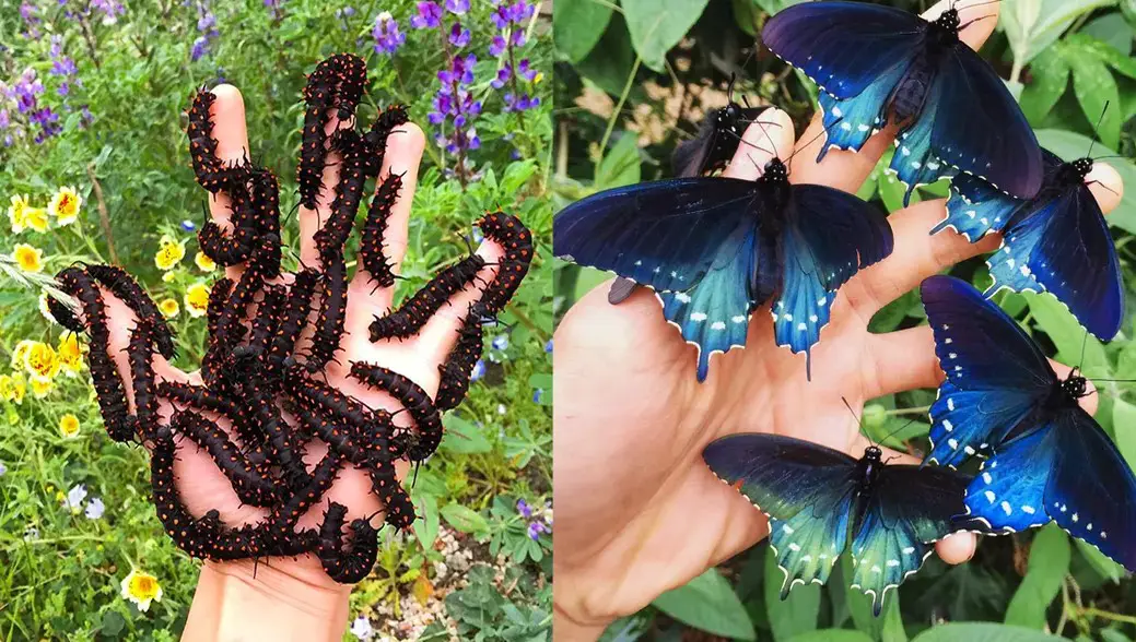 How One Man Successfully Repopulates a Rare Butterfly Species in His Own Backyard - KNOVHOV