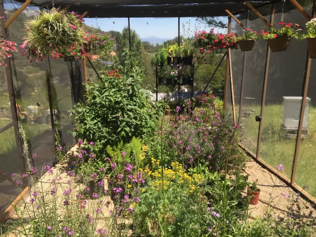 One Man Successfully Repopulates a Rare Butterfly Species in His Own Backyard