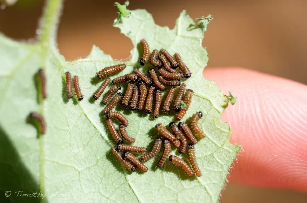 One Man Successfully Repopulates a Rare Butterfly Species in His Own Backyard