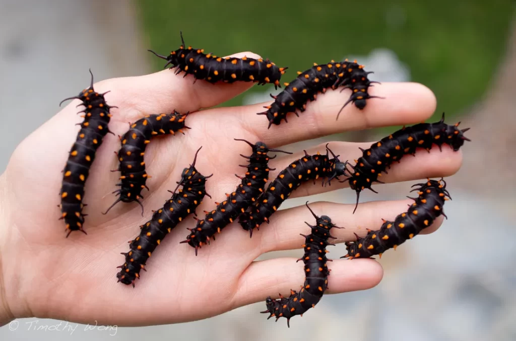 One Man Successfully Repopulates a Rare Butterfly Species in His Own Backyard