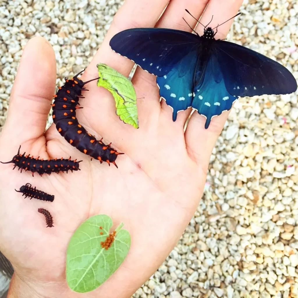 One Man Successfully Repopulates a Rare Butterfly Species in His Own Backyard