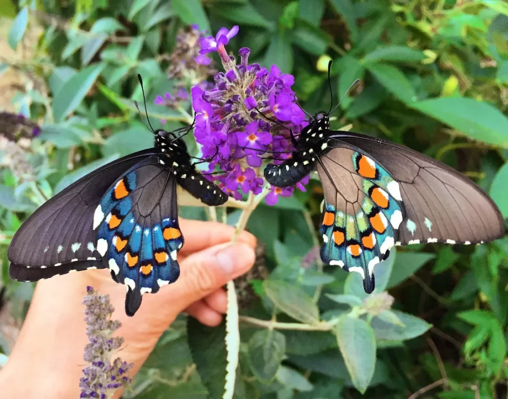 One Man Successfully Repopulates a Rare Butterfly Species in His Own Backyard
