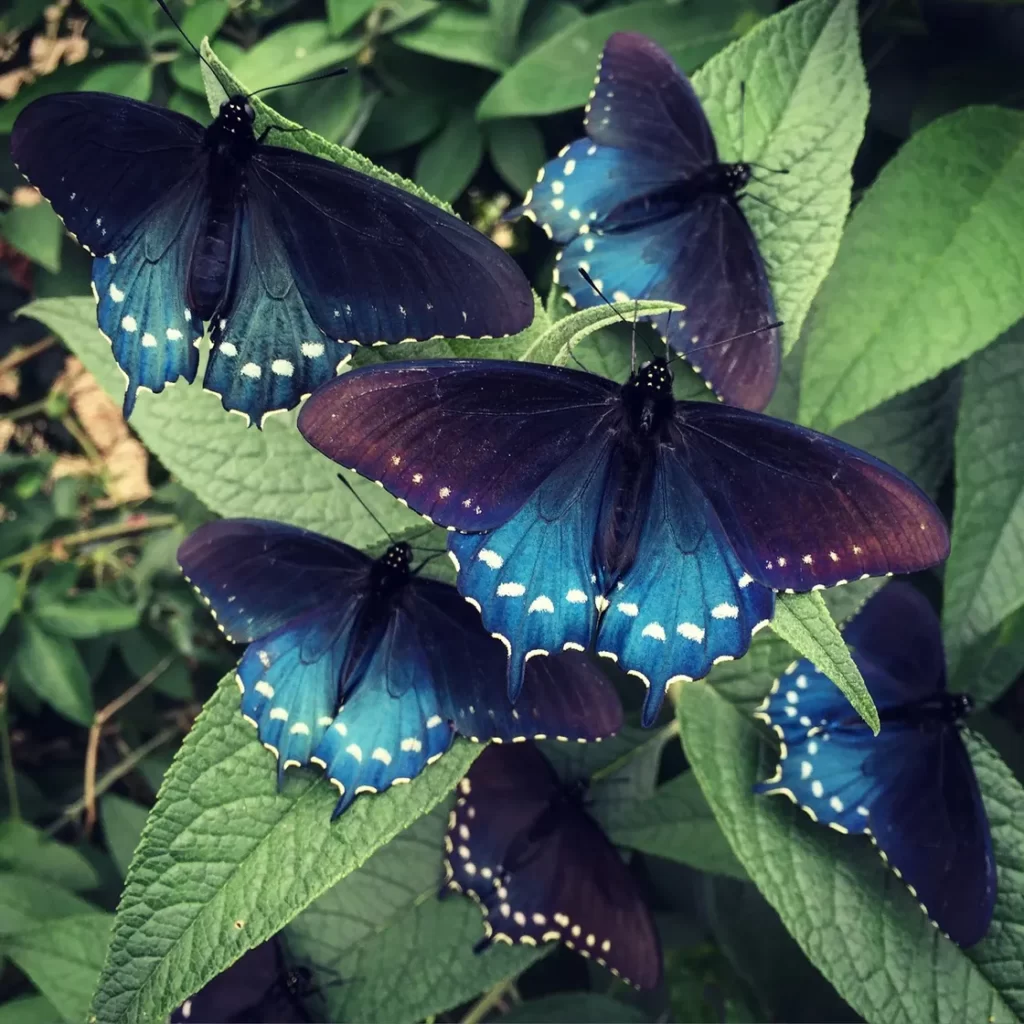 One Man Successfully Repopulates a Rare Butterfly Species in His Own Backyard