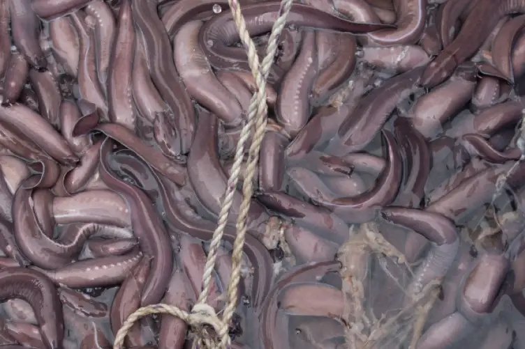 The Slime releasing by Hagfish in a threat, Expands by 10,000 times in less than half a second