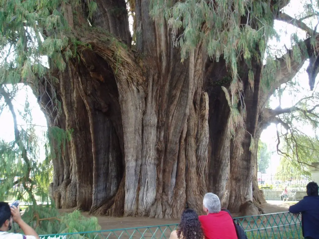 Arbol del Tule: The Biggest Tree in the World by Width