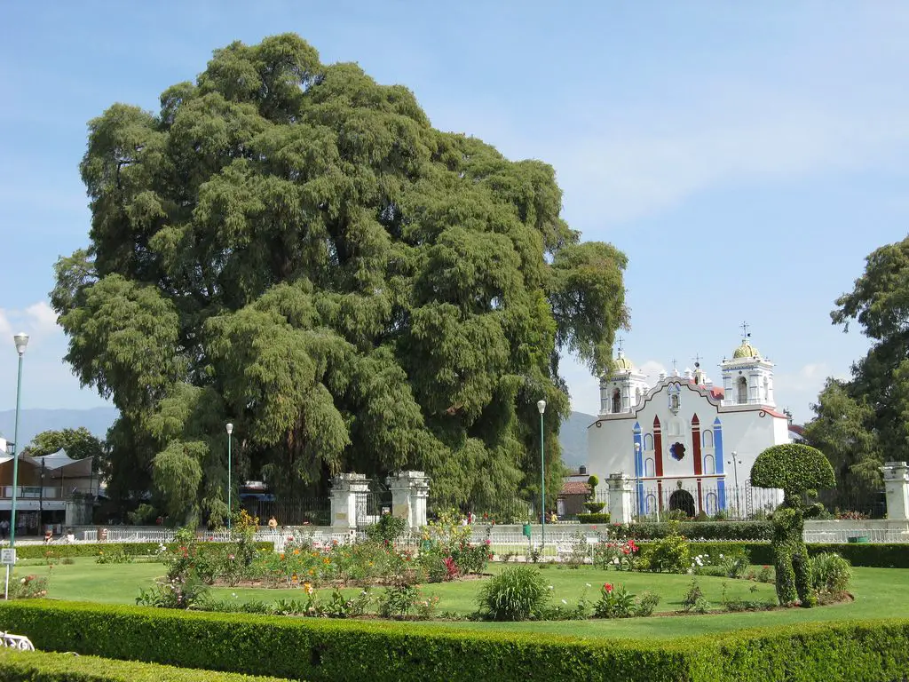 Arbol del Tule: The Biggest Tree in the World by Width