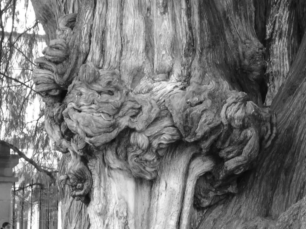 Arbol del Tule: The Biggest Tree in the World by Width