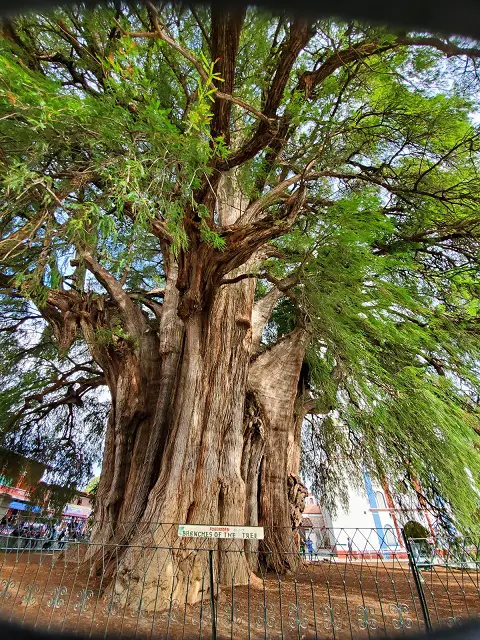 Arbol del Tule: The Biggest Tree in the World by Width