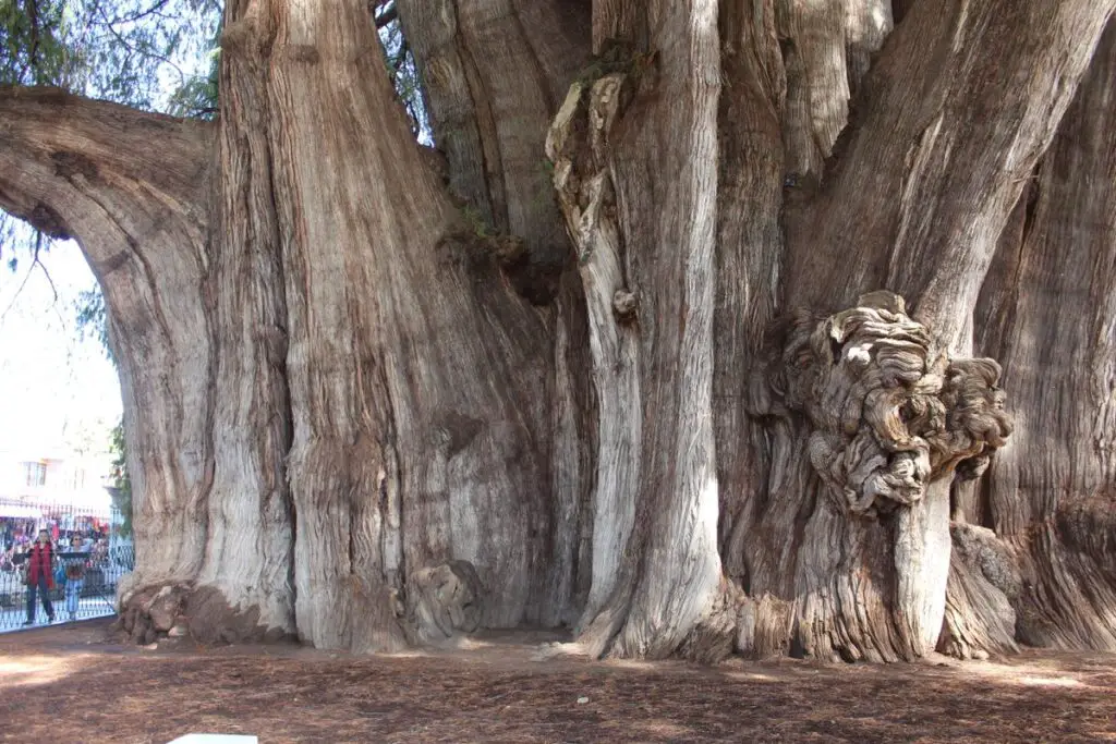 Arbol del Tule: The Biggest Tree in the World by Width