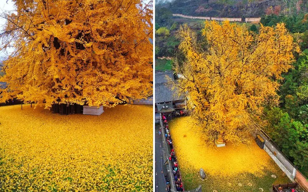 The-Yellow-Ocean--A-Mesmerizing-Phenomenon-Caused-by-a-1,400-Year-Old-Ginkgo-Tree