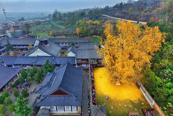 The Yellow Ocean: A Mesmerizing Phenomenon Caused by a 1,400-Year-Old Ginkgo Tree