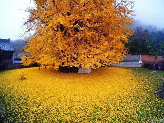 The Yellow Ocean: A Mesmerizing Phenomenon Caused by a 1,400-Year-Old Ginkgo Tree