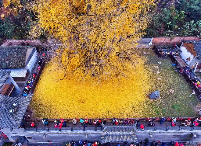 The Yellow Ocean: A Mesmerizing Phenomenon Caused by a 1,400-Year-Old Ginkgo Tree