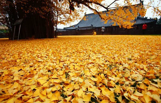 The Yellow Ocean: A Mesmerizing Phenomenon Caused by a 1,400-Year-Old Ginkgo Tree