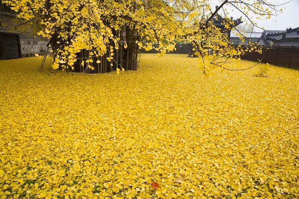 The Yellow Ocean: A Mesmerizing Phenomenon Caused by a 1,400-Year-Old Ginkgo Tree