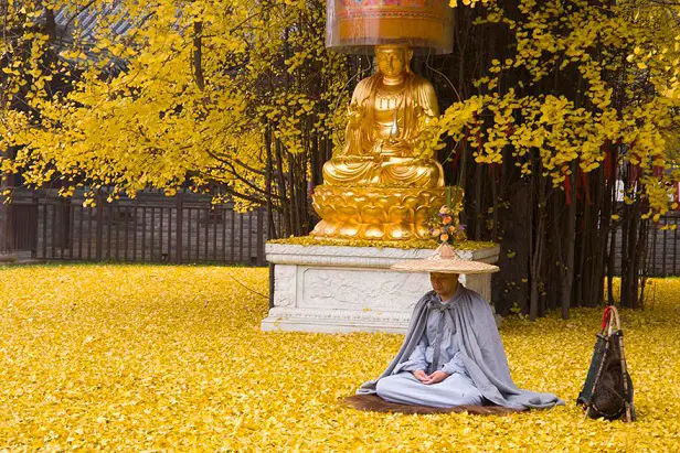 The Yellow Ocean: A Mesmerizing Phenomenon Caused by a 1,400-Year-Old Ginkgo Tree