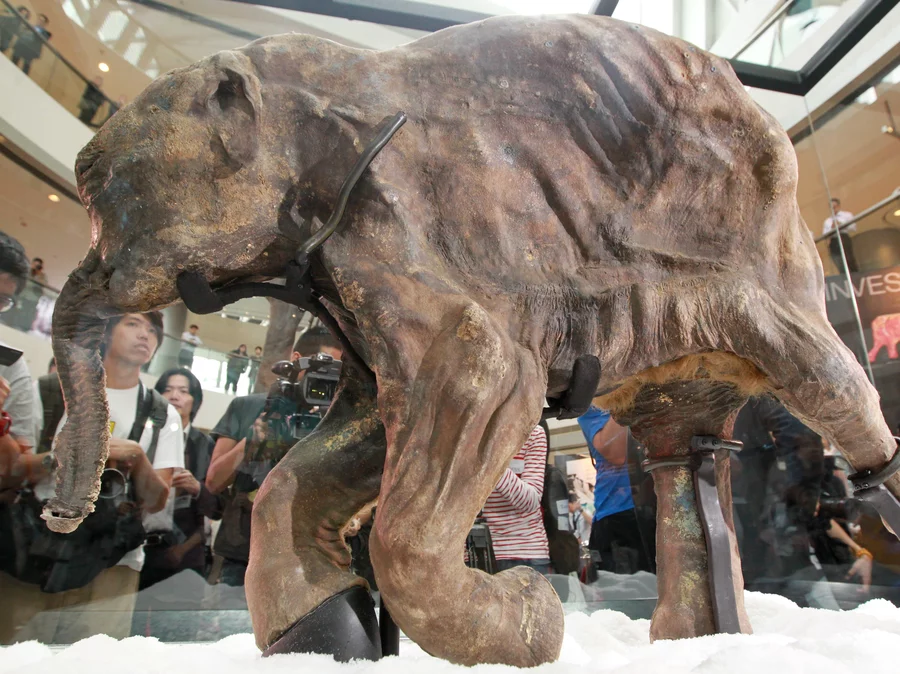 A Firm has Raised $15 million to Bring back Woolly Mammoths from Extinction