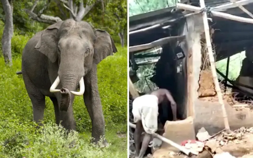 Elephant Killed a Woman, then Attended Her Funeral and Smashed Her Corpse