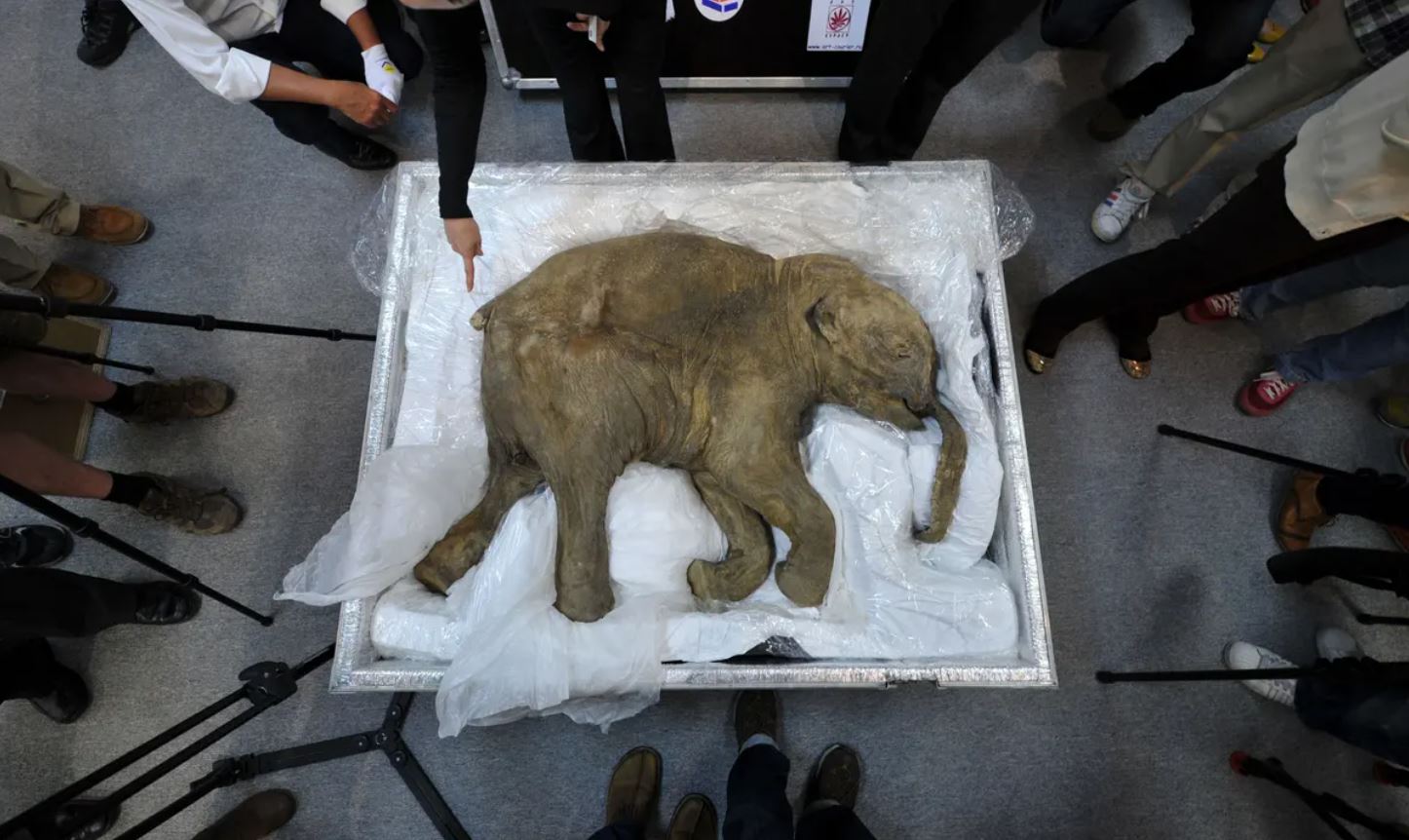 Lyuba, a baby woolly mammoth who lived about 42,000 years ago on the Yamal Peninsula of Siberia.