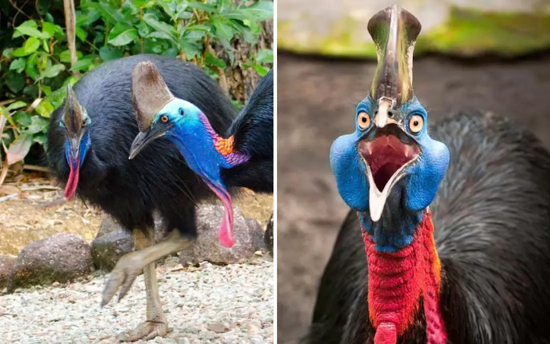 Surviving-the-Cassowary-Tips-for-Avoiding-the-World's-Most-Dangerous-Bird