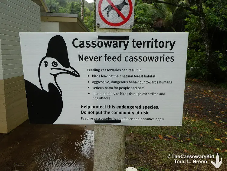 Surviving the Cassowary: Tips for Avoiding the World's Most Dangerous Bird