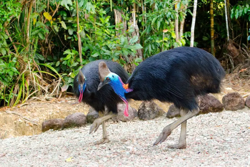 Survive the cassowary with these 10 tips for avoiding the world's most dangerous bird! Learn how to stay safe and avoid a deadly encounter. Read on now! #cassowary #dangerousbirds #wildlife #safety #tips