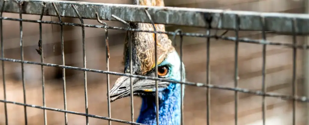 Surviving the Cassowary: Tips for Avoiding the World's Most Dangerous Bird
