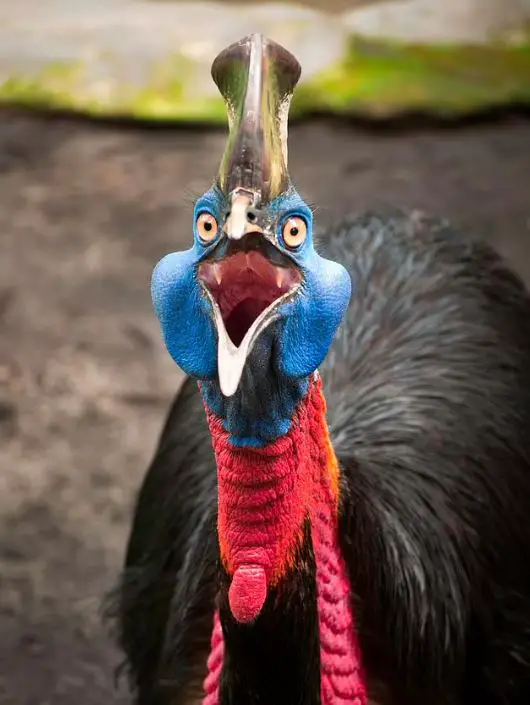 Surviving the Cassowary: Tips for Avoiding the World's Most Dangerous Bird