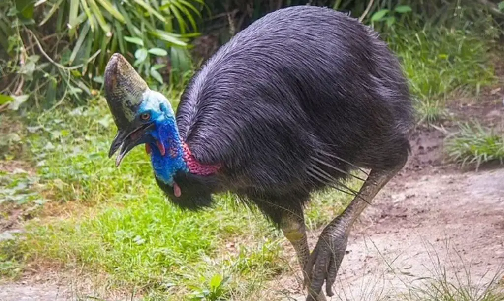 Surviving the Cassowary: Tips for Avoiding the World's Most Dangerous Bird