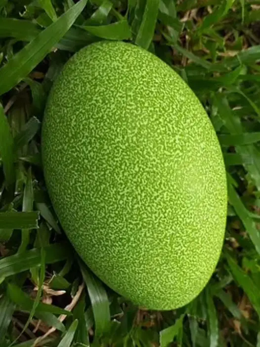 Vibrant green egg of a southern cassowary.