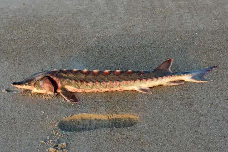 10 Bizarre Sea Creatures Discovered Recently - You Won't Believe Your Eyes!