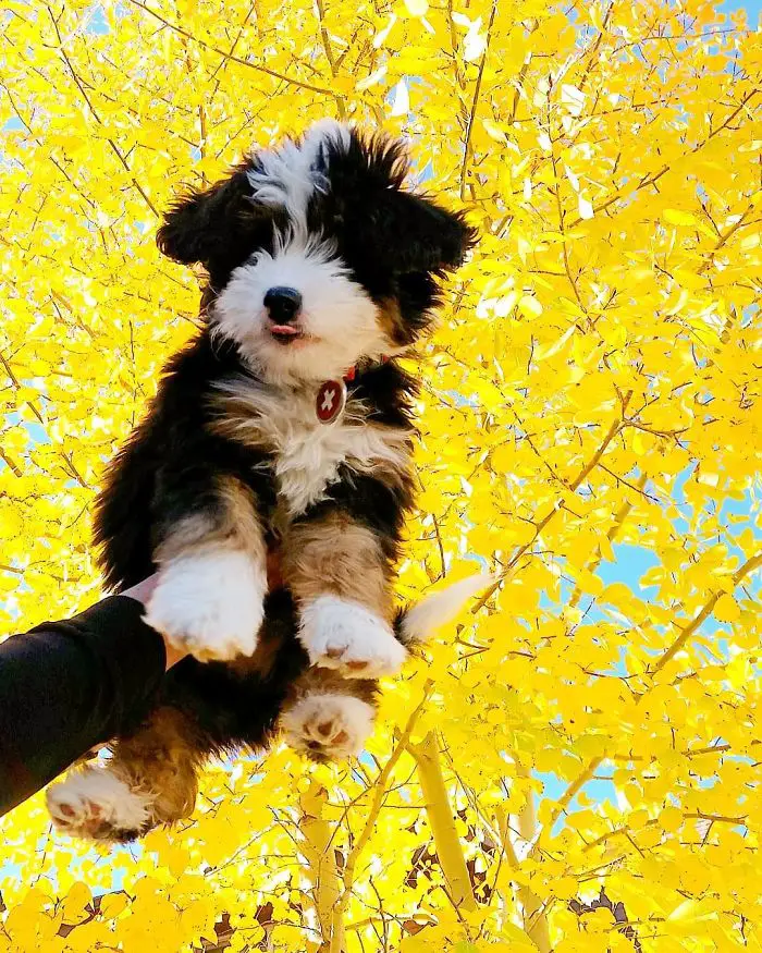 51 Crossbreed Dogs You’ll Want to Take Home: Which One Will Be Your Favorite?