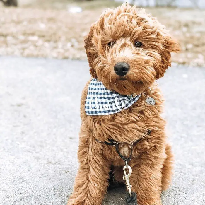 51 Crossbreed Dogs You’ll Want to Take Home: Which One Will Be Your Favorite?