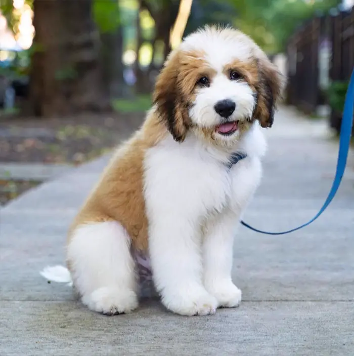 51 Crossbreed Dogs You’ll Want to Take Home: Which One Will Be Your Favorite?