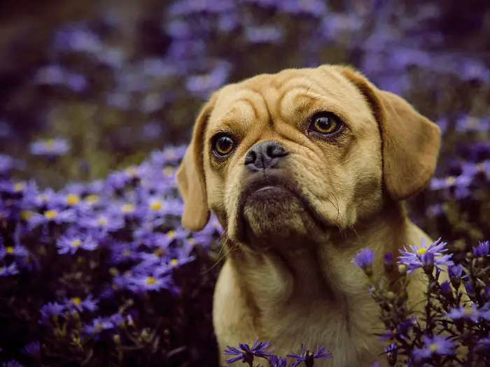 51 Crossbreed Dogs You’ll Want to Take Home: Which One Will Be Your Favorite?