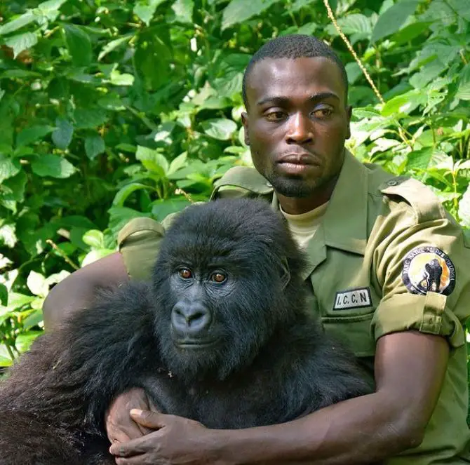 Gorilla Spends her Last Minutes Hugging the Guy who Saved her when she was a Baby