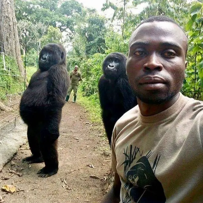 Gorilla Spends her Last Minutes Hugging the Guy who Saved her when she was a Baby