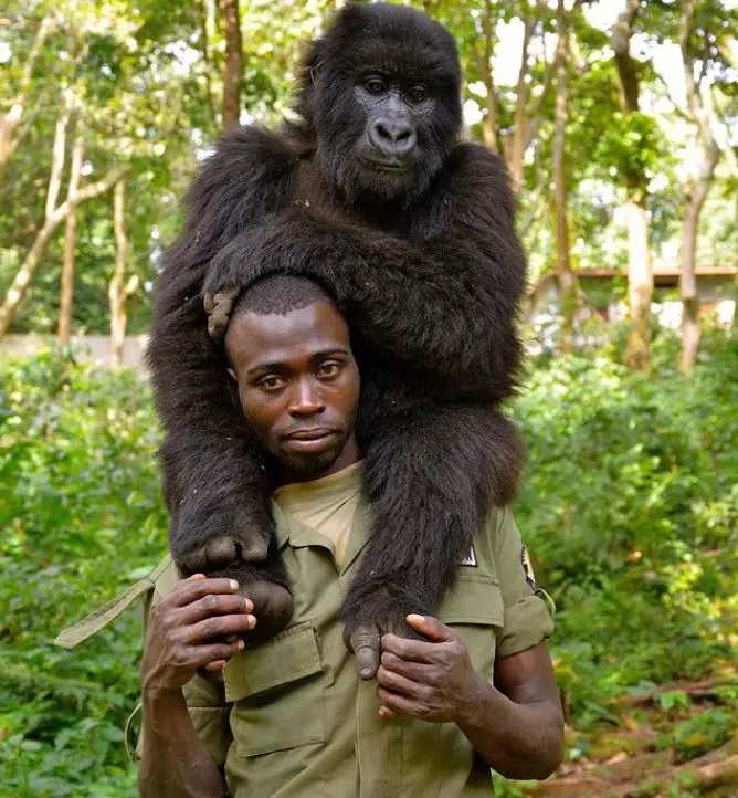 Gorilla Spends her Last Minutes Hugging the Guy who Saved her when she was a Baby