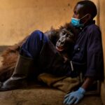 Gorilla Spends her Last Minutes Hugging the Guy who Saved her when she was a Baby